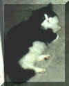 This is my awesome cat, Friskie